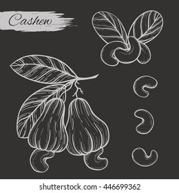 Vector sketch of the plant cashew isolated on a dark background. Line silhouette handmade of nut