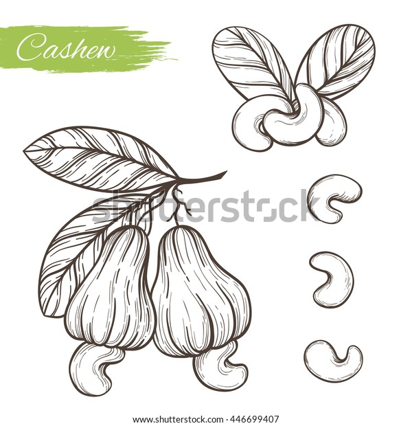 cashew plant botanical drawing