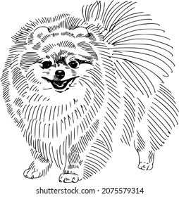 The vector sketch of the Pomeranian Spitz