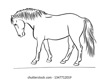 13,499 Pony Sketch Images, Stock Photos & Vectors 