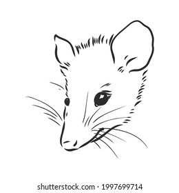 Vector sketch possum muzzle possum vector illustration