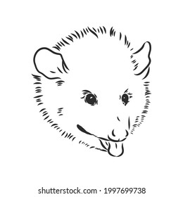 Vector sketch possum muzzle possum vector illustration