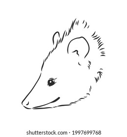 Vector sketch possum muzzle possum vector illustration