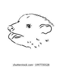 Vector sketch possum muzzle possum vector illustration