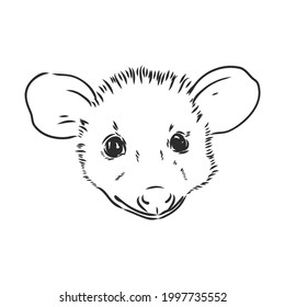 Vector sketch possum muzzle possum vector illustration