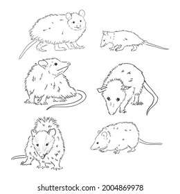 Vector sketch possum muzzle possum vector illustration