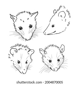 Vector sketch possum muzzle possum vector illustration