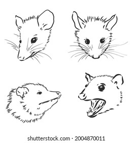 Vector sketch possum muzzle possum vector illustration