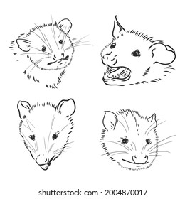 Vector Sketch Possum Muzzle Possum Vector Illustration