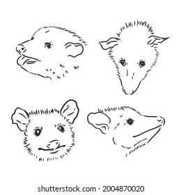 Vector sketch possum muzzle possum vector illustration