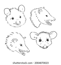 Vector sketch possum muzzle possum vector illustration