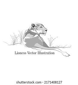 Vector sketch of a predator, Lioness vector illustration, An animal sitting on jungle