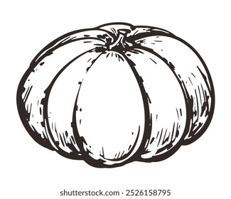 Vector sketch of pumpkin in engraving style. Hand drawn autumn vegetable. Vintage thanksgiving design element. Whole gourd linear ink drawing.