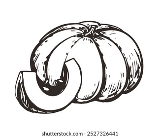 Vector sketch of pumpkin in engraving style. Hand drawn autumn vegetable. Vintage thanksgiving design element. Line ink drawing of whole pumpkin and piece.