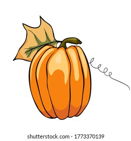 Vector sketch pumpkin. Hand drawn vector illustration in Doodle style. Can be used for vegan products, brochures, banner, restaurant menu, farmers market and organic food store