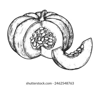 Vector sketch of pumpkin slice. Organic food or edible vegetable, natural nutrient for vegetarian or vegan cuisine. Vintage realistic squash for grocery market. Cooking and recipe, menu book. Botany