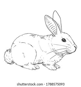 Vector Sketch Rabbit. Bunny Hand Drawn Illustration