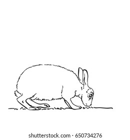 Esbozo vectorial de la hierba para comer conejo, ilustración dibujada por la mano