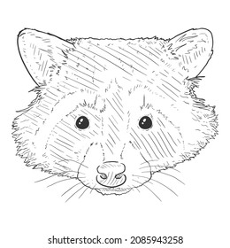 Vector Sketch Raccoon Head. Penciling Racoon Face Illustration