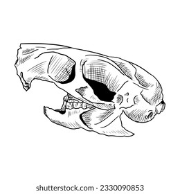 Vector sketch of rat skull. Isolated on white. Hand-drawn style.