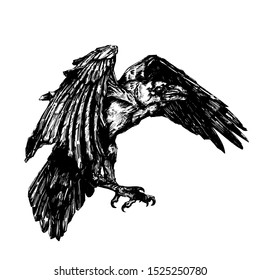 Vector sketch of raven. Illustration of corbie