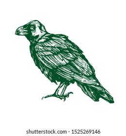 Vector sketch of raven. Illustration of corbie