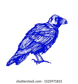 Vector sketch of raven. Illustration of corbie