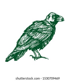 Vector sketch of raven. Illustration of corbie