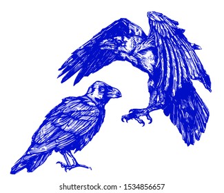 Vector sketch of raven. Illustration of corbie