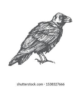 Vector sketch of raven. Illustration of corbie