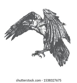 Vector sketch of raven. Illustration of corbie