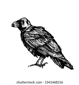 Vector sketch of raven. Illustration of corbie