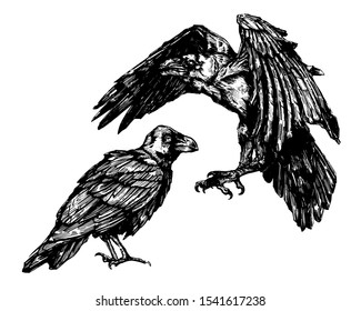 Vector sketch of raven. Illustration of corbie