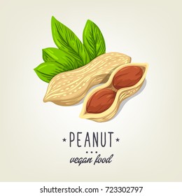 Vector sketch of realistic peanut with leaves and seeds. Drawn nuts icon isolated on background. Painted emblem good for recipe book, booklet, card, menu or banner design.