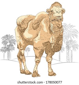 vector sketch of red Bactrian camel smiling in the desert