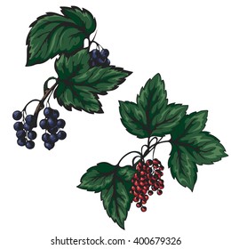 vector sketch of a red and black currant on a branch with leaves isolated on a white background 
