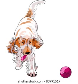 vector sketch of a red dog cocker Spaniel breed runs and plays with a red ball