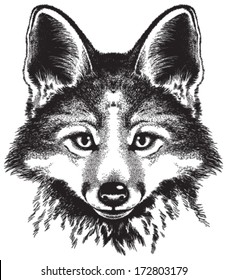 Vector sketch of a red fox's face