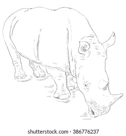Vector Sketch Rhinoceros