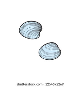 vector sketch sea mollusk shell. Hand drawn seafood delicacy, restaurant and marine cuisine cafe menu decoration design. Underwater ocean animal, healthy gourmet food.