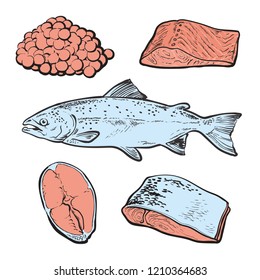 vector sketch sea trout fish fillet, steak meat and caviar set. Hand drawn seafood delicacy, restaurant and marine cuisine cafe menu decoration design. Underwater ocean animal, healthy gourmet food.