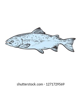 vector sketch sea trout fish. Hand drawn seafood delicacy, restaurant and marine cuisine cafe menu decoration design. Underwater ocean animal, healthy gourmet food.
