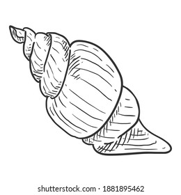 Vector Sketch Seashell on White Background