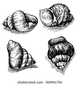 Vector sketch of seashells isolated on white background. Hand-drawn sea animals.