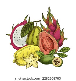 Vector sketch of sellowiana feijoa, tropical guava. Exotic carambola or dragon fruit. Organic pitaya or pitahaya. Illustration with guavasteen and star plant. Sweet desert and tropical vitamin theme.