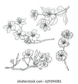 Vector sketch set of apple, sakura, cherry and plum flower blossom. Handdrawn illustration of spring flowers.