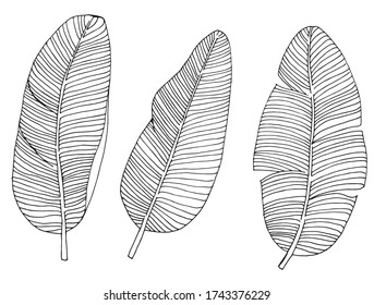 
vector sketch set of banana leaves. set of stylized tropical leaves, single line hand drawing. simple silhouette of tropical palm leaves