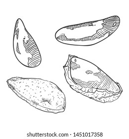 Vector Sketch Set of Brazilian Nuts. Whole and Peeled.