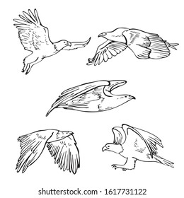 Vector Sketch set of Eagle flight, bird with spread wings. Hand drawn isolated hawk, eagle