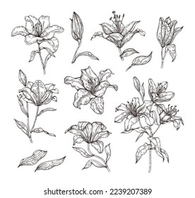 Vector sketch set of flowers, buds and leaves of lilies. Hand drawing of flowers in vintage style. Isolated botanical elements.